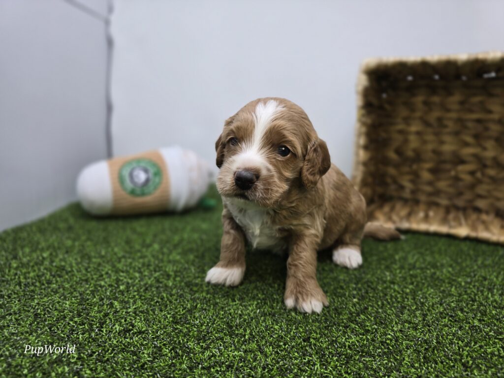 [#26219-02]  - Light Apricot M Goldendoodle Mini F1b Puppies For Sale