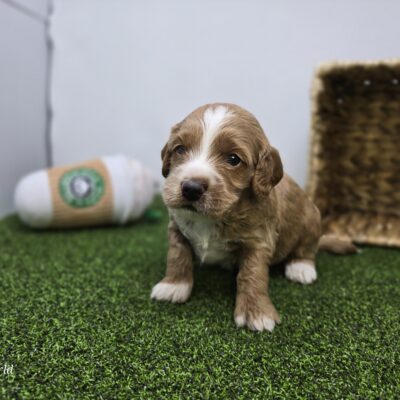 Goldendoodle Mini F1b - 1324 - Andy