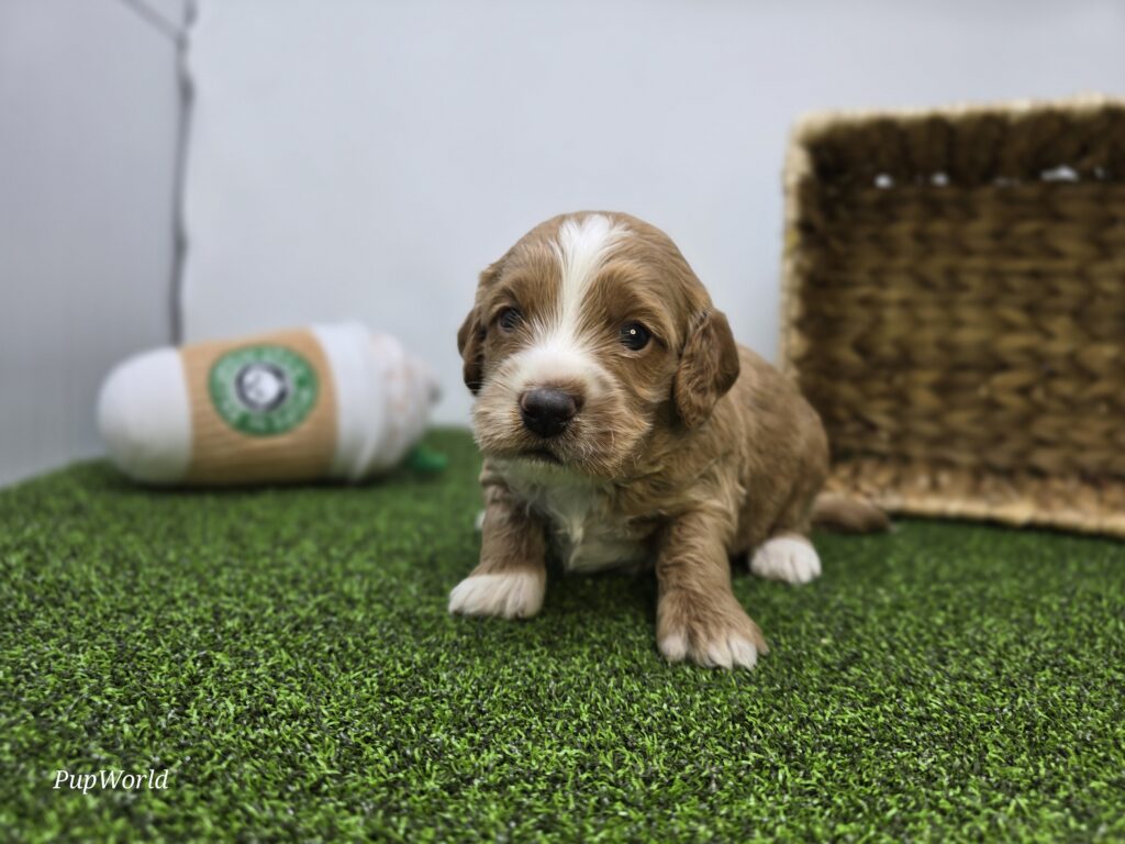 Andy - Goldendoodle Mini F1b - Image 2