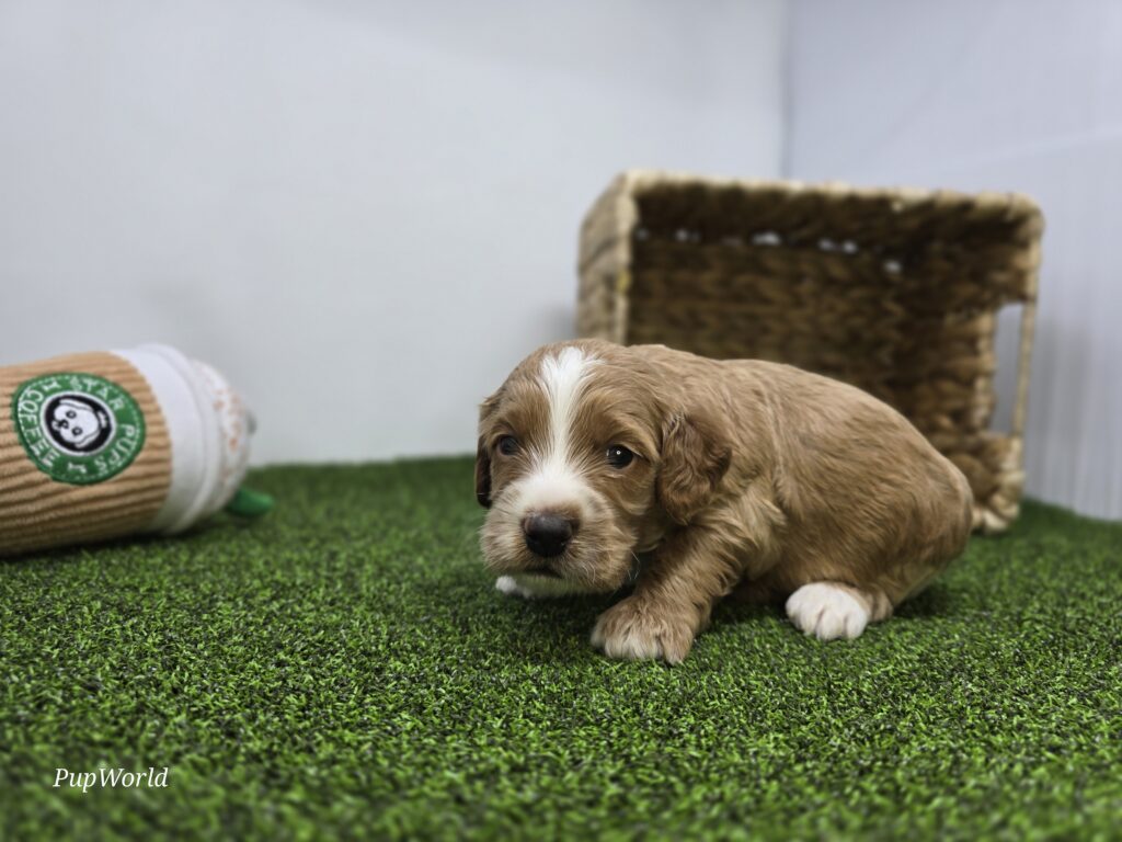 Andy - Goldendoodle Mini F1b - Image 6