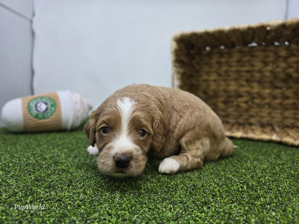 Andy - Goldendoodle Mini F1b - Image 5