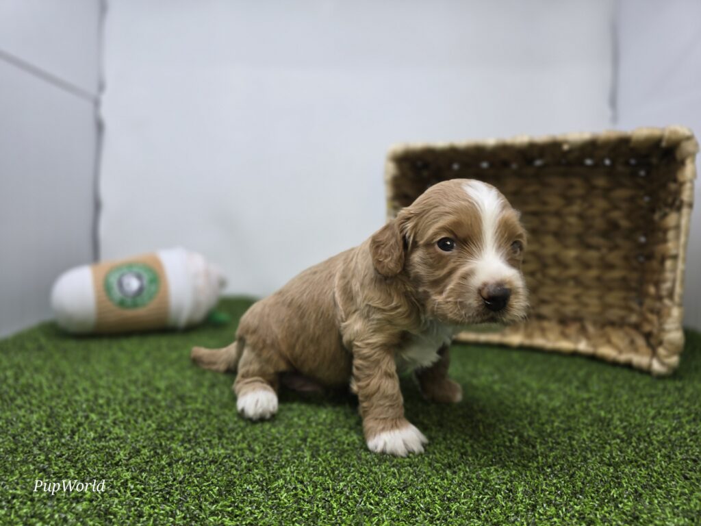 Andy - Goldendoodle Mini F1b - Image 4