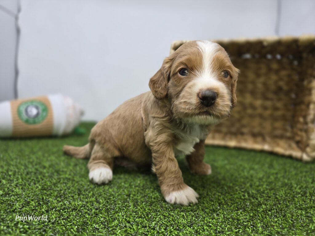 Andy - Goldendoodle Mini F1b - Image 3