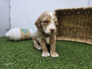 Goldendoodle Mini F1b