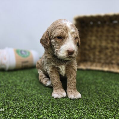 Goldendoodle Mini F1b - 1325 - Cole