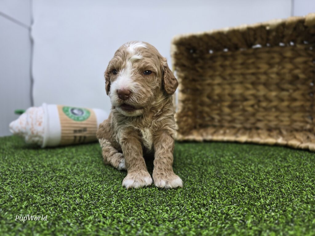 Cole - Goldendoodle Mini F1b - Image 2