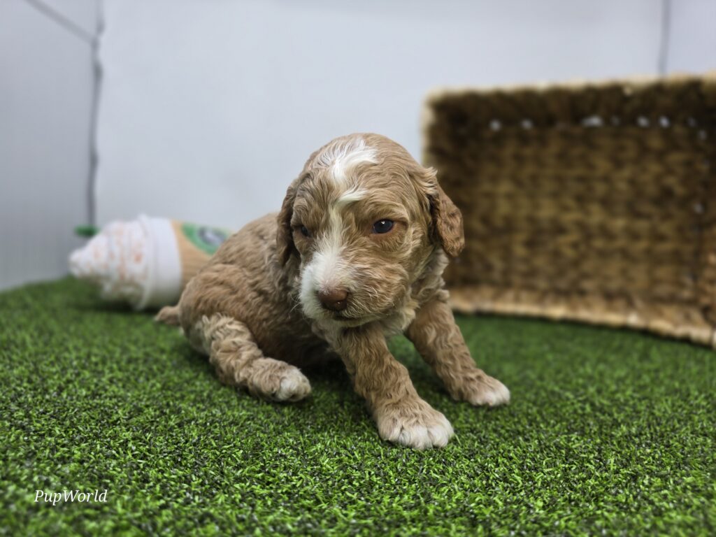 Cole - Goldendoodle Mini F1b - Image 6