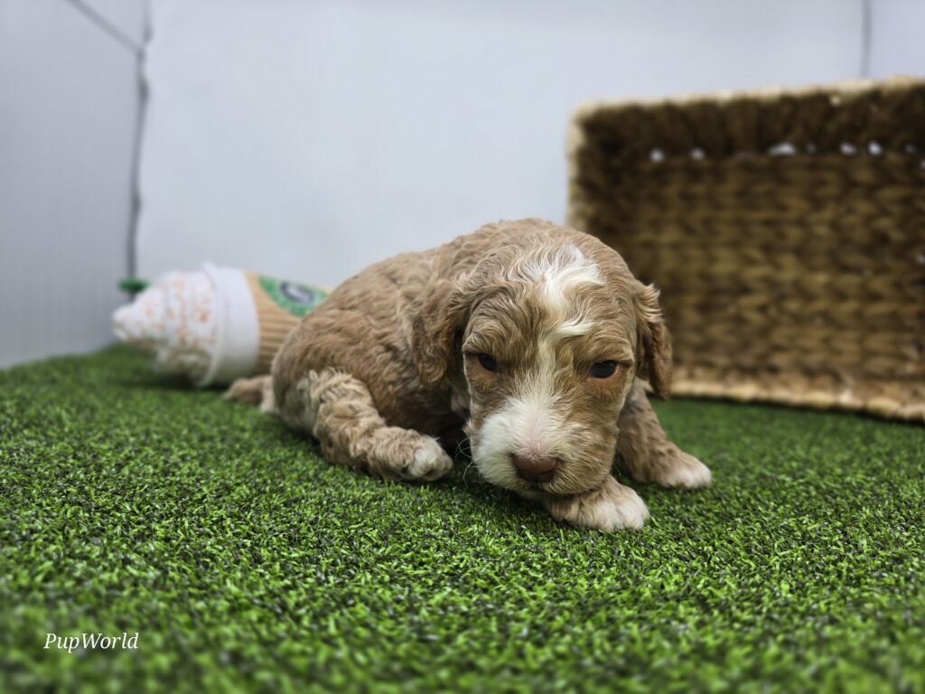 Cole - Goldendoodle Mini F1b - Image 5