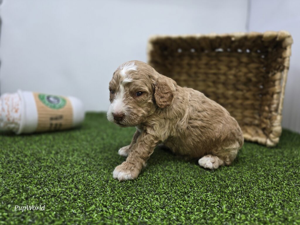 Cole - Goldendoodle Mini F1b - Image 4