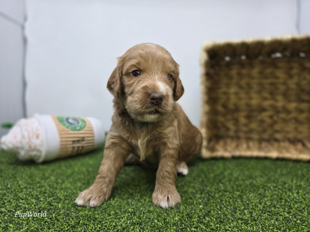 Jasper - Goldendoodle Mini F1b - Image 2