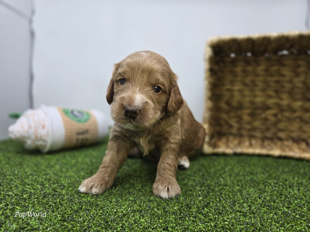 Jasper - Goldendoodle Mini F1b - Image 1