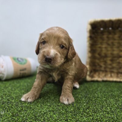 Goldendoodle Mini F1b - 1326 - Jasper