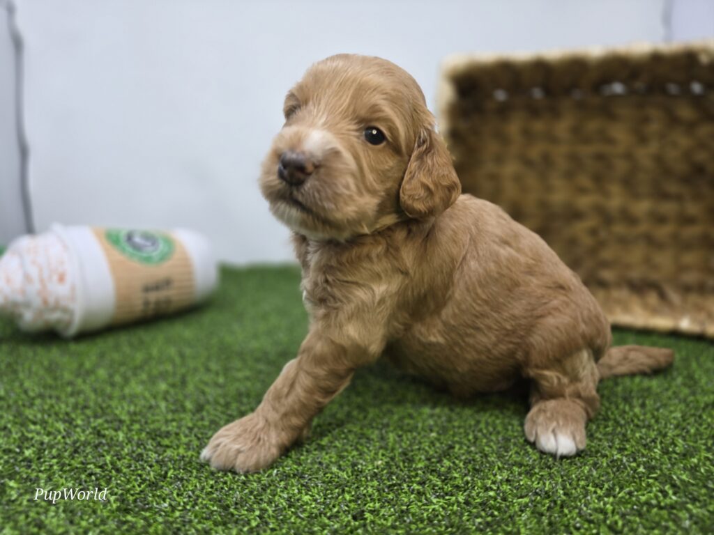 Jasper - Goldendoodle Mini F1b - Image 3