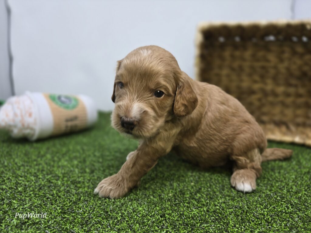 Jasper - Goldendoodle Mini F1b - Image 4