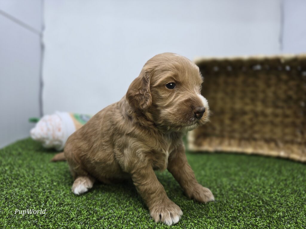 Jasper - Goldendoodle Mini F1b - Image 5