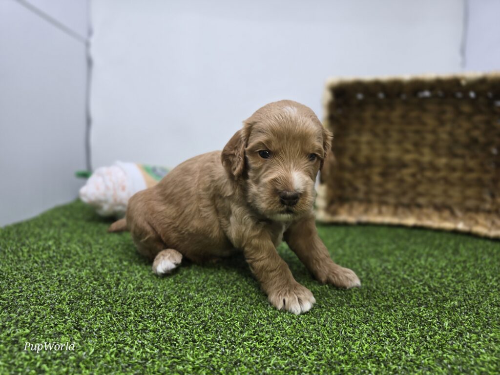 Jasper - Goldendoodle Mini F1b - Image 6