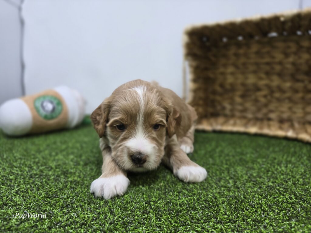 Russell - Goldendoodle Mini F1b - Image 6