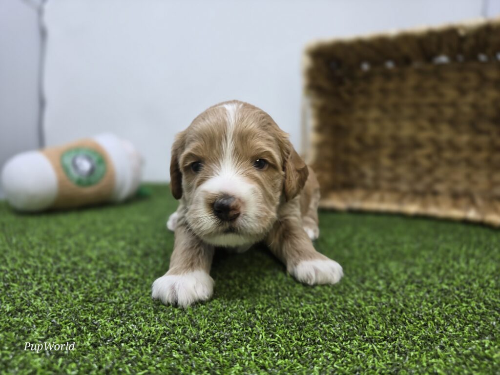 Russell - Goldendoodle Mini F1b - Image 5