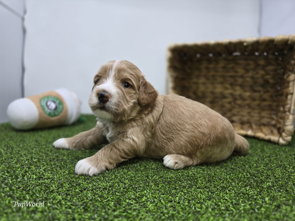 Russell - Goldendoodle Mini F1b - Image 3