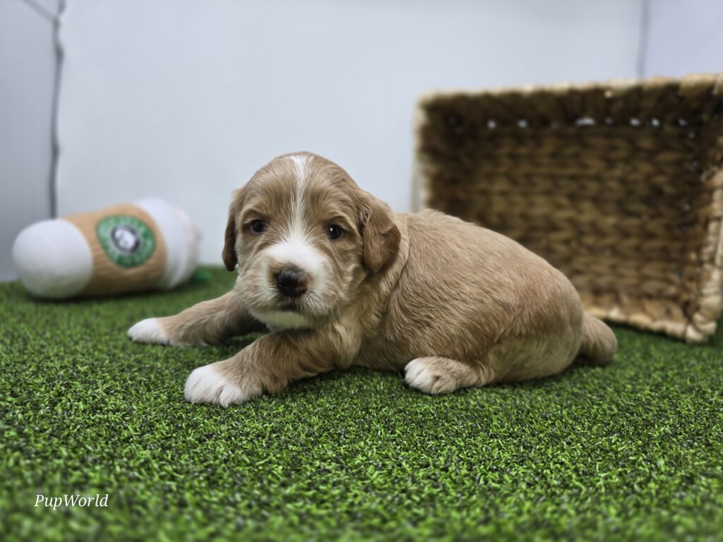 Russell - Goldendoodle Mini F1b - Image 4