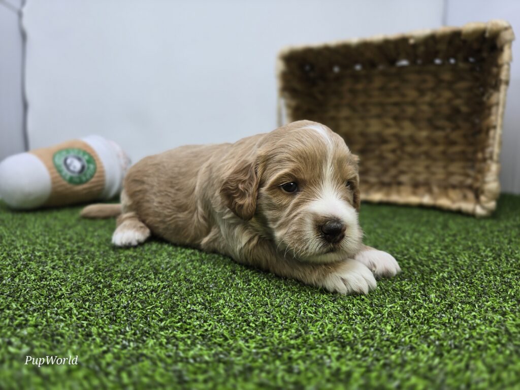 Russell - Goldendoodle Mini F1b - Image 2