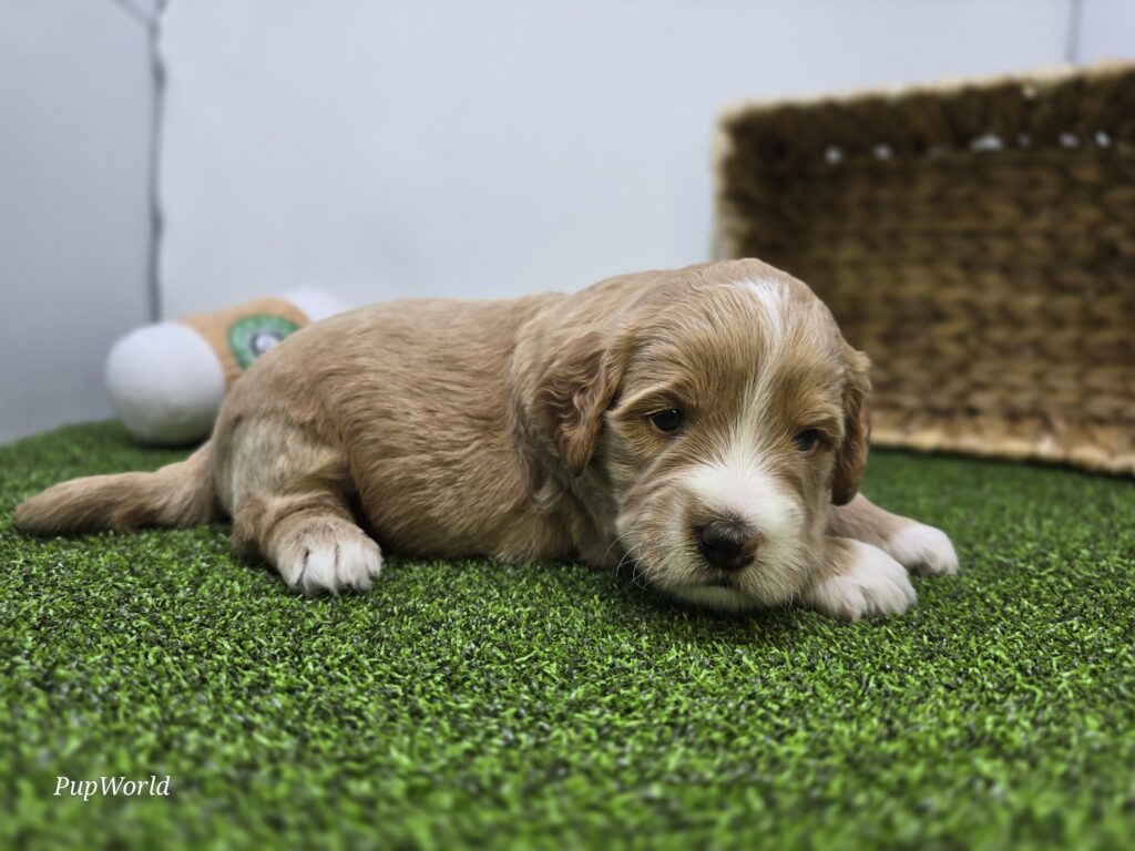 Russell - Goldendoodle Mini F1b - Image 1