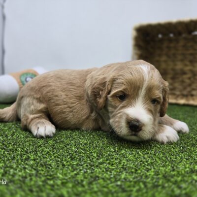 Goldendoodle Mini F1b - 1327 - Russell