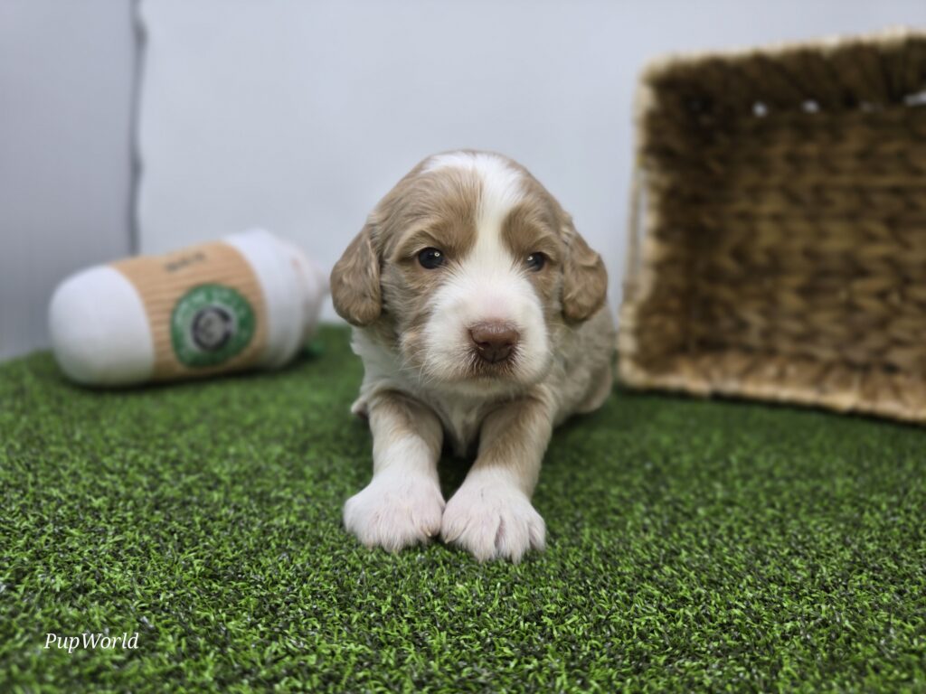 Neve - Goldendoodle Mini F1b - Image 2