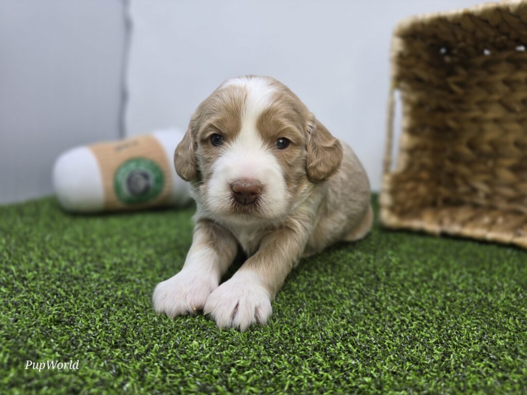 [#26219-06]  - Tan / White F Goldendoodle Mini F1b Puppies For Sale
