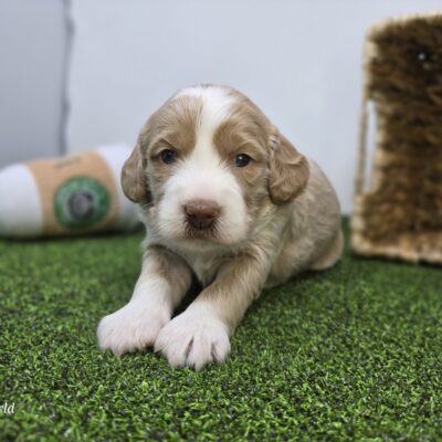 Goldendoodle Mini F1b - 1328 - Neve