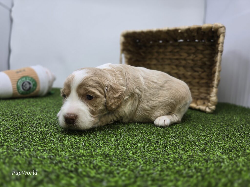 Neve - Goldendoodle Mini F1b - Image 3