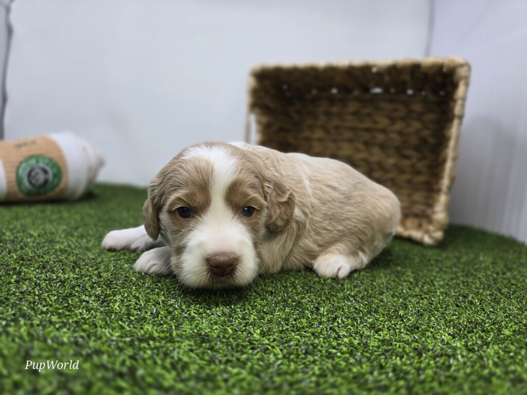 Neve - Goldendoodle Mini F1b - Image 4