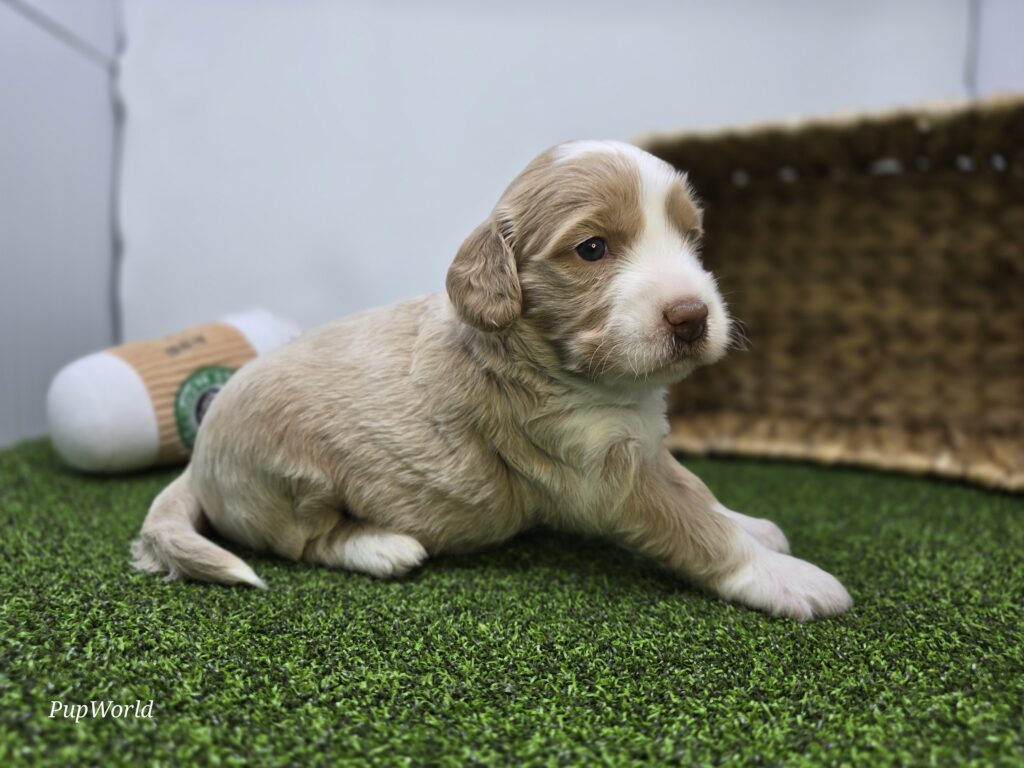 Neve - Goldendoodle Mini F1b - Image 5