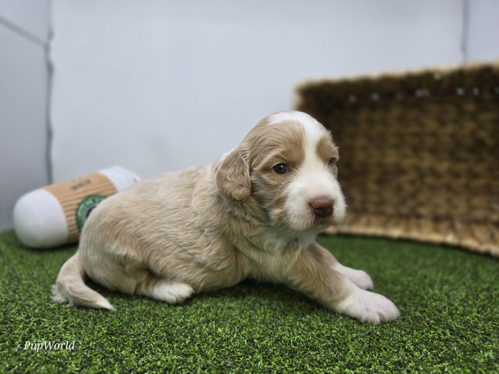 Neve - Goldendoodle Mini F1b - Image 6