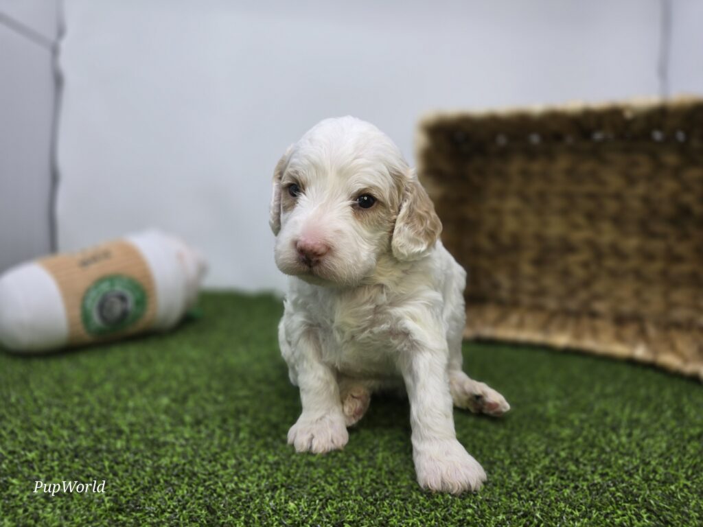 [#26219-07]  - White F Goldendoodle Mini F1b Puppies For Sale