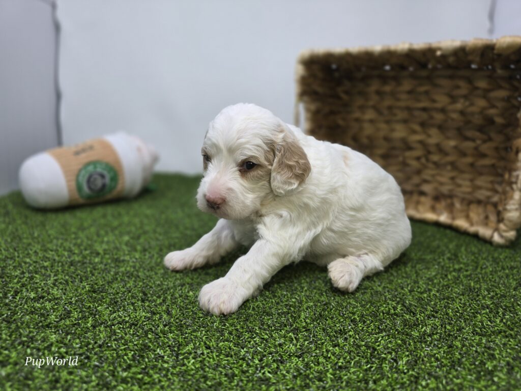 Sophie - Goldendoodle Mini F1b - Image 2