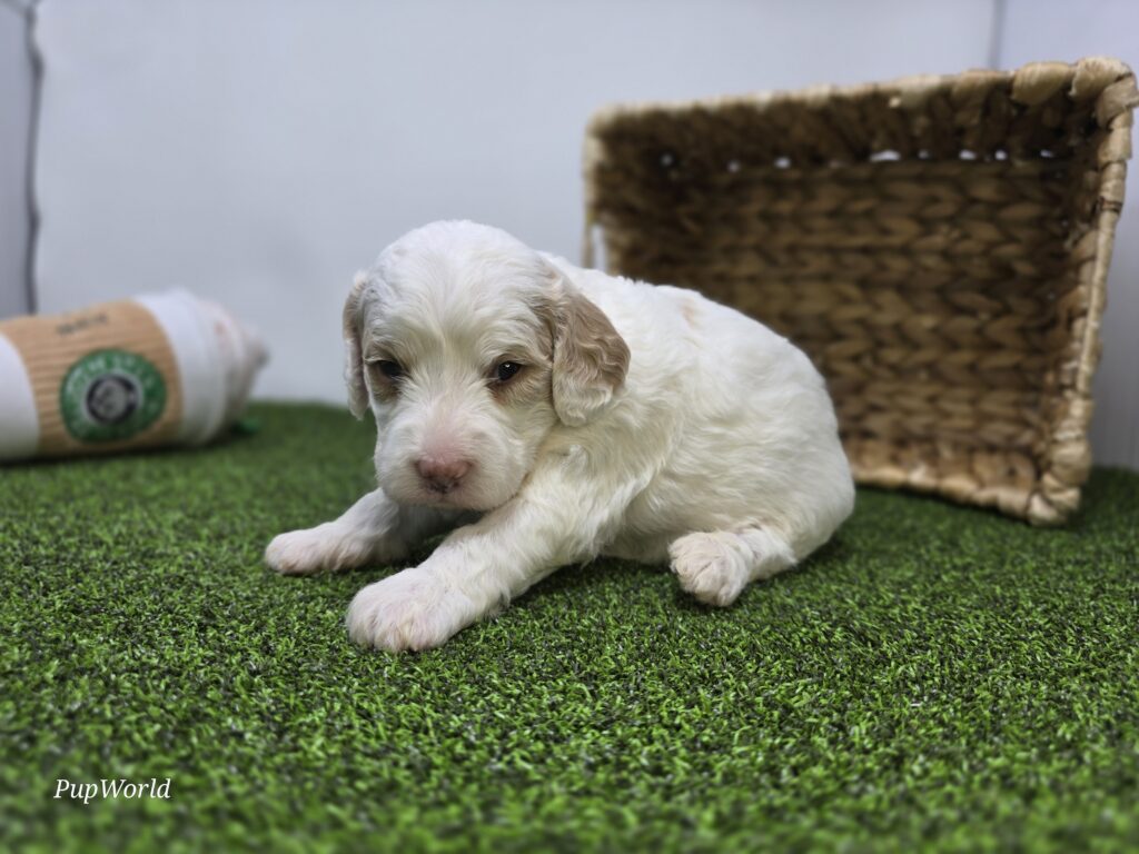 Sophie - Goldendoodle Mini F1b - Image 3