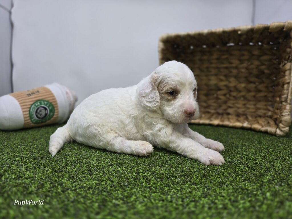 Sophie - Goldendoodle Mini F1b - Image 4