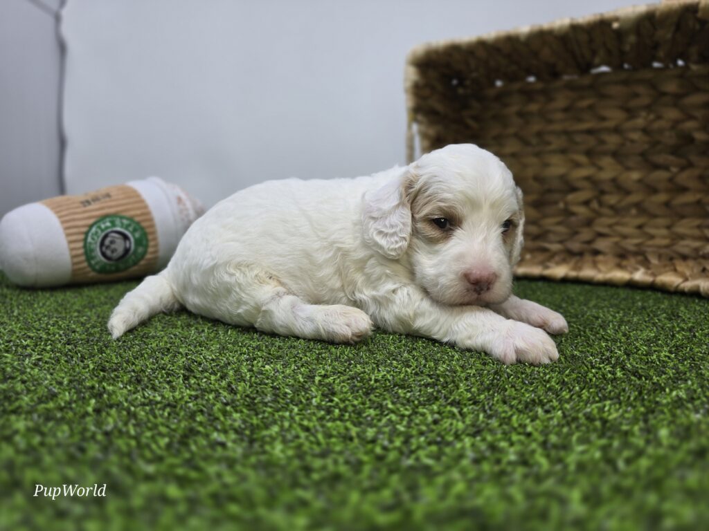 Sophie - Goldendoodle Mini F1b - Image 5