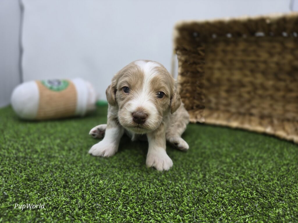 Lyla - Goldendoodle Mini F1b - Image 2