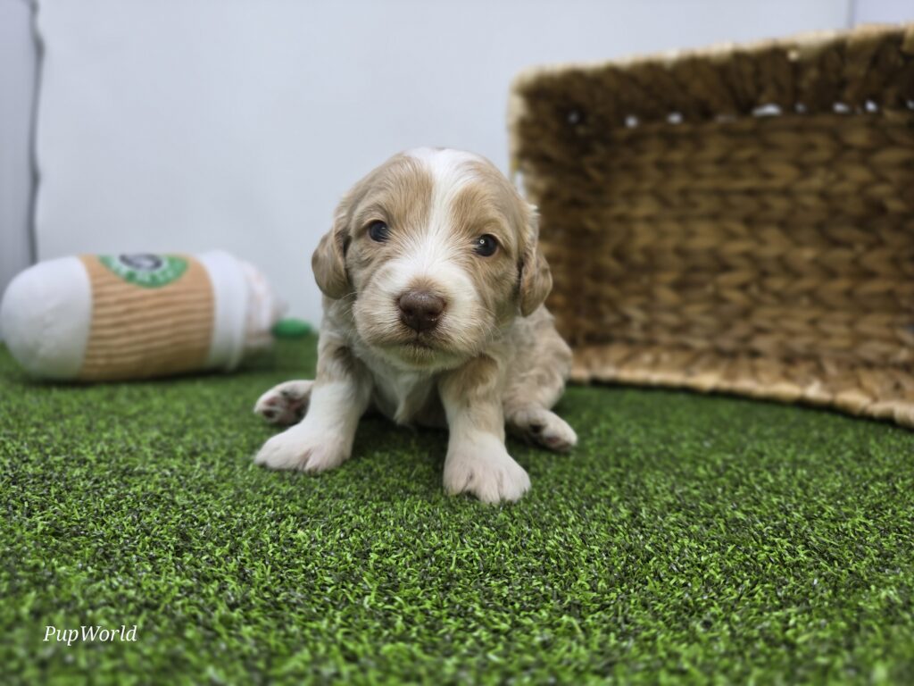 Lyla - Goldendoodle Mini F1b - Image 5