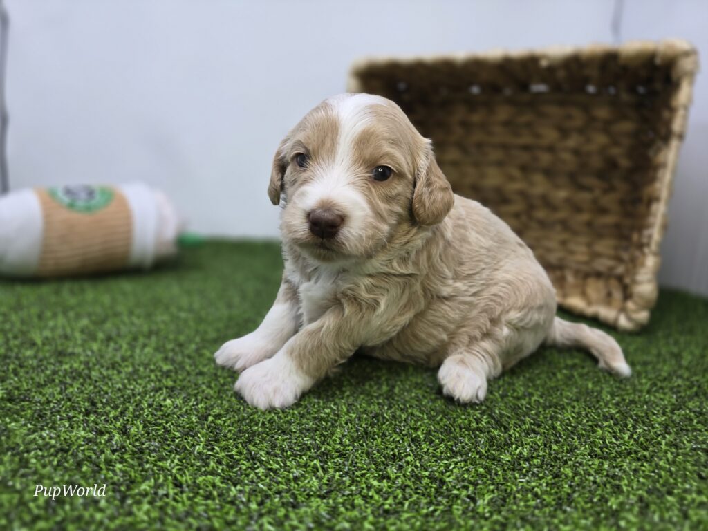 Lyla - Goldendoodle Mini F1b - Image 4