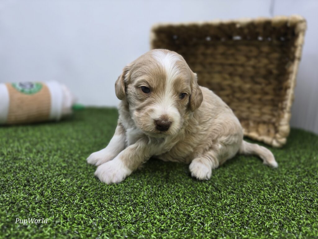 Lyla - Goldendoodle Mini F1b - Image 3