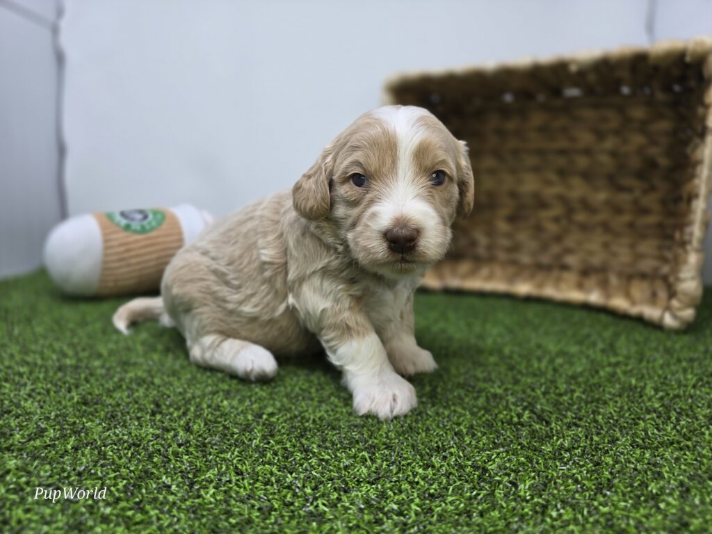 [#26219-08]  - Light Apricot F Goldendoodle Mini F1b Puppies For Sale