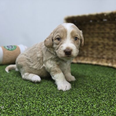 Goldendoodle Mini F1b - 1330 - Lyla