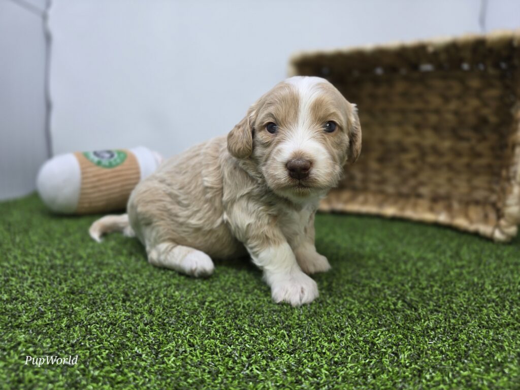 Lyla - Goldendoodle Mini F1b - Image 6