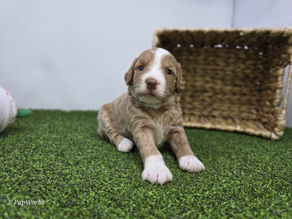 Daisy - Goldendoodle Mini F1b - Image 6