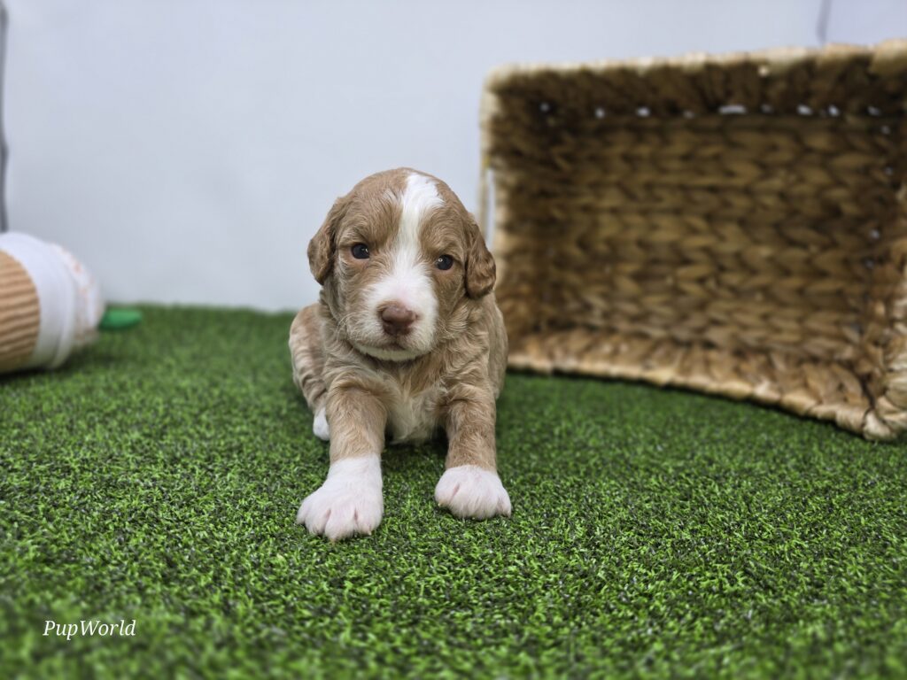 Daisy - Goldendoodle Mini F1b - Image 5
