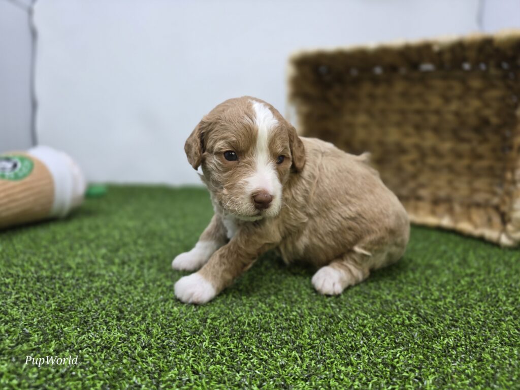 Daisy - Goldendoodle Mini F1b - Image 4