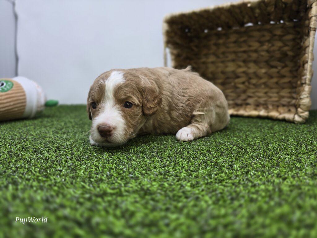 Daisy - Goldendoodle Mini F1b - Image 3